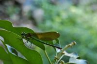Calopteryx splendens