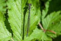 Coenagrion puella