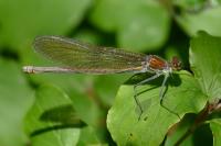 Calopteryx splendens