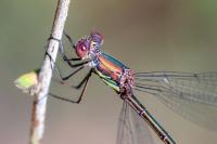 Chalcolestes viridis