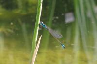 Ischnura elegans