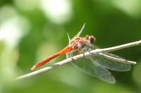 Sympetrum sanguineum
