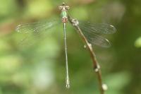 Chalcolestes viridis