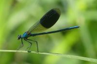 Calopteryx splendens