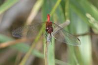 Sympetrum sanguineum