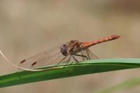 Sympetrum striolatum
