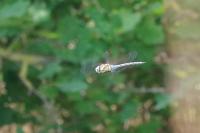 Aeshna mixta