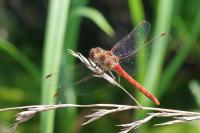 Sympetrum striolatum