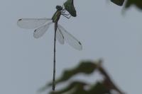 Chalcolestes viridis