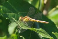 Sympetrum striolatum