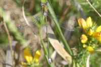 Lestes virens