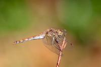 Sympetrum striolatum