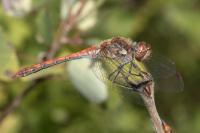 Sympetrum striolatum