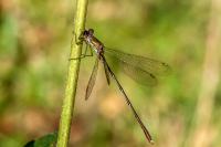 Chalcolestes viridis