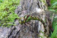 Aeshna cyanea