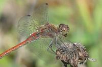 Sympetrum striolatum