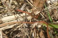 Sympetrum meridionale