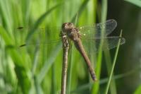 Sympetrum meridionale