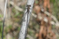 Chalcolestes viridis