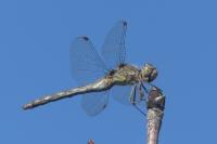 Sympetrum striolatum