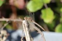 Sympetrum meridionale