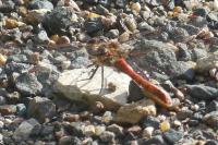 Sympetrum sanguineum