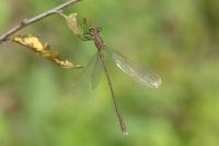 Chalcolestes viridis