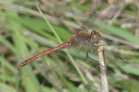 Sympetrum striolatum
