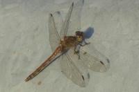 Sympetrum striolatum
