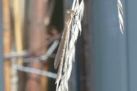 Sympecma fusca