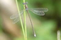 Lestes virens