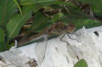 Sympetrum striolatum