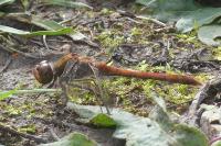 Sympetrum striolatum