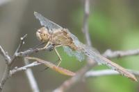 Sympetrum meridionale