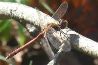 Sympetrum striolatum