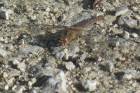 Sympetrum striolatum