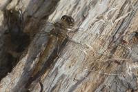 Sympetrum striolatum