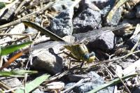 Gomphus pulchellus