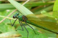 Calopteryx splendens