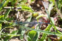 Platycnemis pennipes