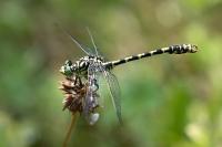 Onychogomphus forcipatus