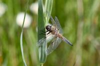 Libellula quadrimaculata