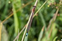 Ischnura elegans