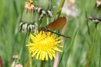 Calopteryx virgo