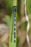 Coenagrion mercuriale