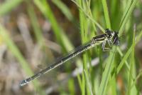 Coenagrion mercuriale