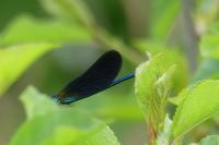 Calopteryx virgo