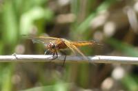Libellula fulva