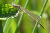 Platycnemis pennipes