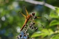 Libellula fulva